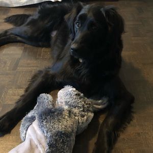 Meet your Posher, Rose